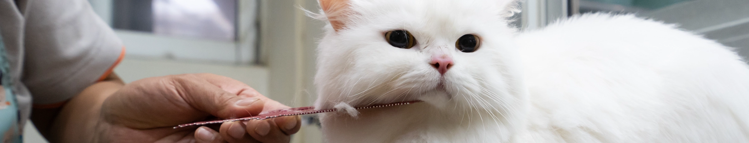 Image Gallery tec-nut.com for Dorking Pet Grooming -  Website Builder, New Website, Free Website, Best Website Builder, Company Website,  Pet spa services, Easy Website,  Cat grooming services,  Pet haircuts,  Dog grooming services, Simple Website, No Coding Website